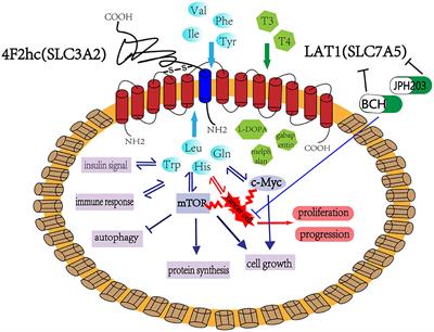 Review of the Correlation of LAT1 With Diseases: Mechanism and Treatment